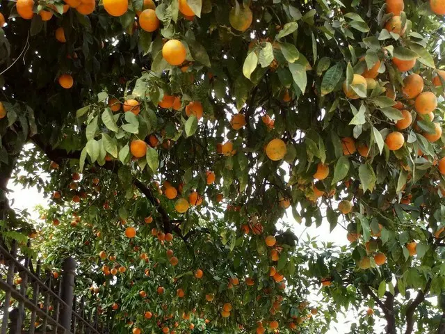 街路樹のオレンジ【スペイン】