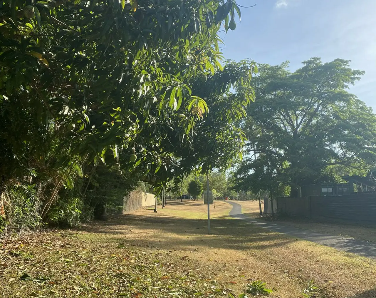 公共の場所にあるマンゴーの木