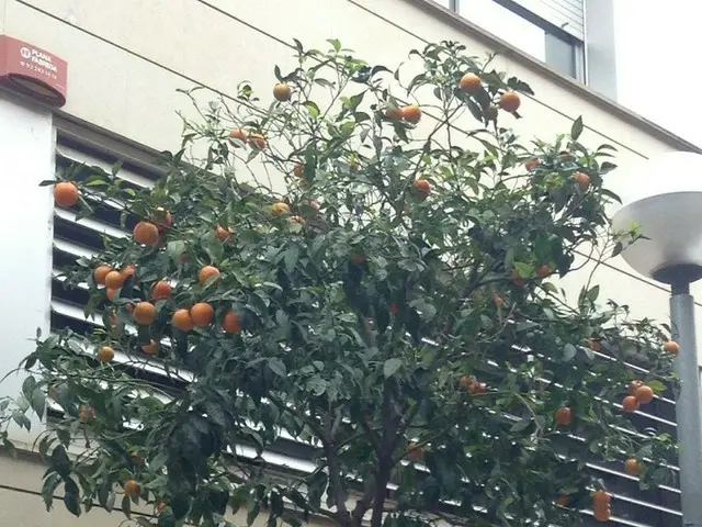 街路樹にオレンジの木【スペイン】