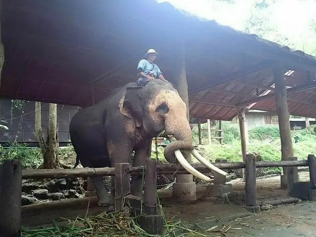 ゾウに会える、乗れる！メーサーエレファントキャンプ【タイ】