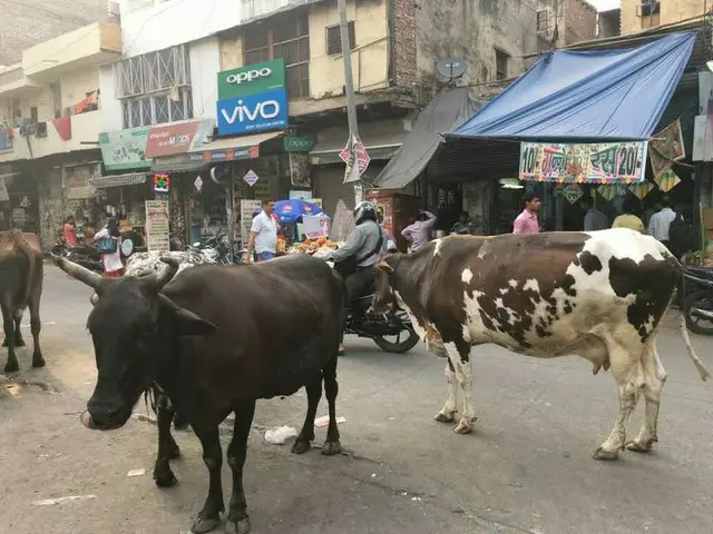 牛は本当に聖なる獣なのか【インド】