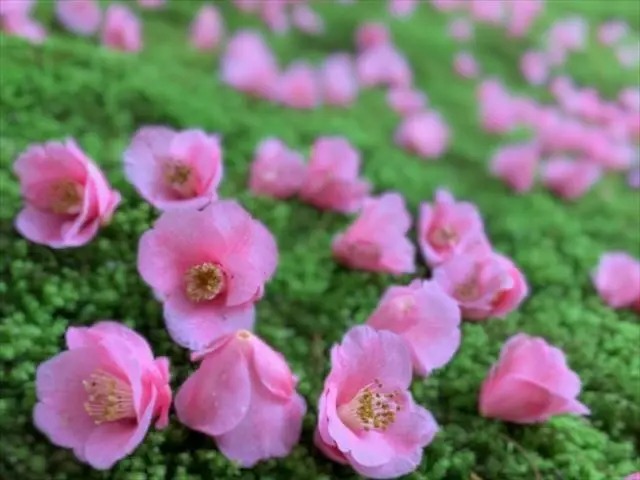【京都・霊鑑寺 春の特別公開】庭園に咲く100種類以上の椿を愛でる！狩野派作の襖絵も