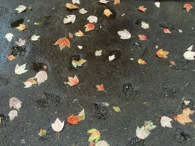 落ち葉の柄の道路と紅葉に秋を感じます。【カナダ・バンクーバー】