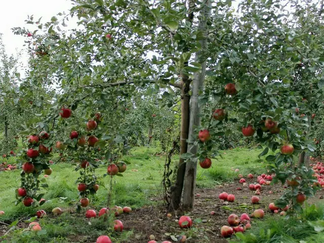 今年もリンゴ狩りの季節がやってきた!!【カナダ・ケベック】