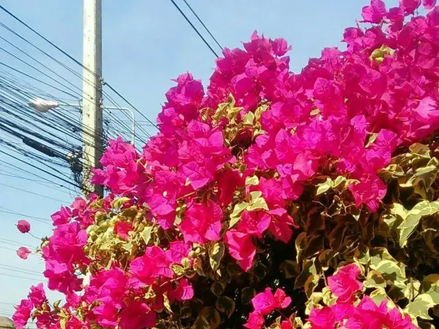 暑さを吹き飛ばすかのような鮮やかさ！タイの花を紹介【タイ】