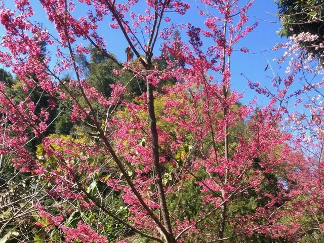 日本だけじゃない！タイでも出来るお花見【タイ】