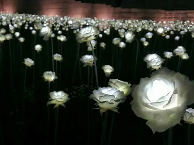 都心で楽しむ光のオアシス！LEDバラの庭園がロマンチック！【韓国】