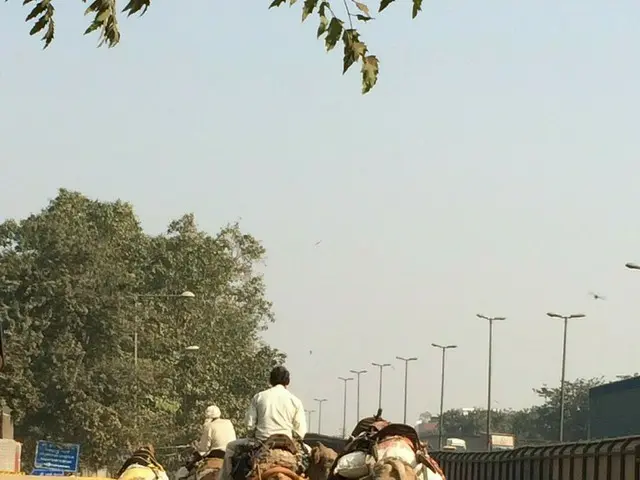 首都デリーでも・・・ラクダが歩く午後3時【インド】