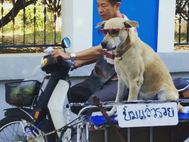 野良犬が多いイメージ…実際のタイの犬事情【タイ】