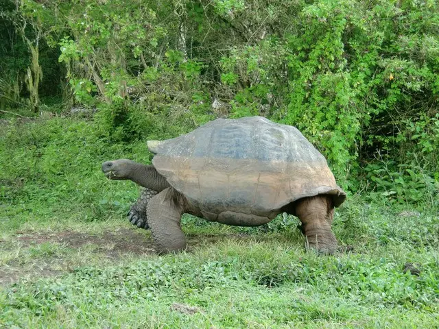 ガラパゴスは柵のない動物園そのもの【エクアドル・ガラパゴス諸島】