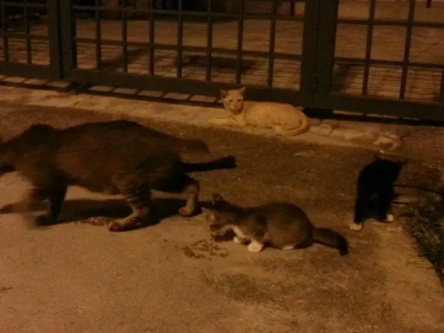 マレーシア　クアラルンプールで野良ネコ増殖中【マレーシア】