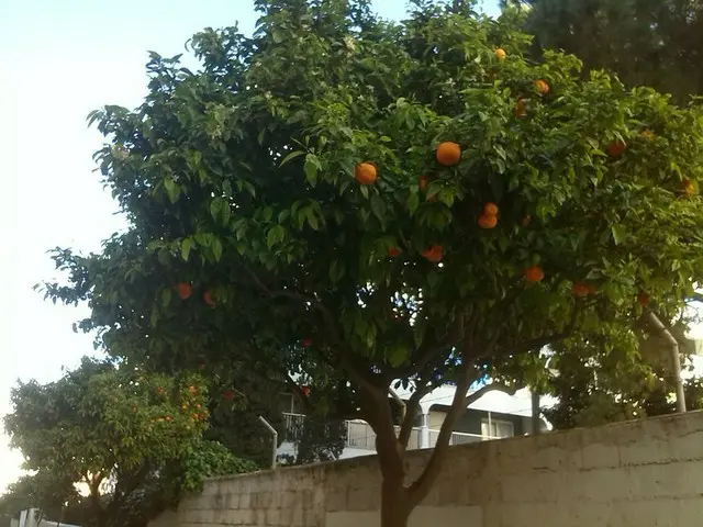 街路樹はオレンジツリー【スペイン】