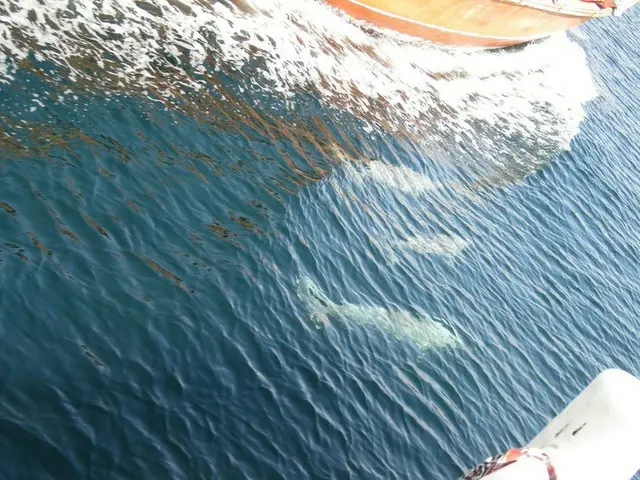 イルカを見るならオマーン領のムサンダム地方へ【オマーン】