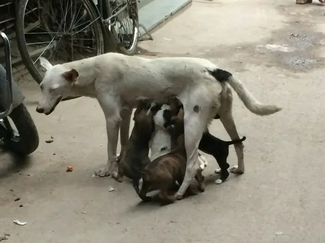 インドの狭い路地を歩いていたら、道の真ん中に子犬が寝ていた件について【インド】