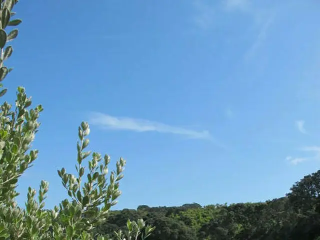 鳥たちの楽園！ティリティリマタンギ島【ニュージーランド】