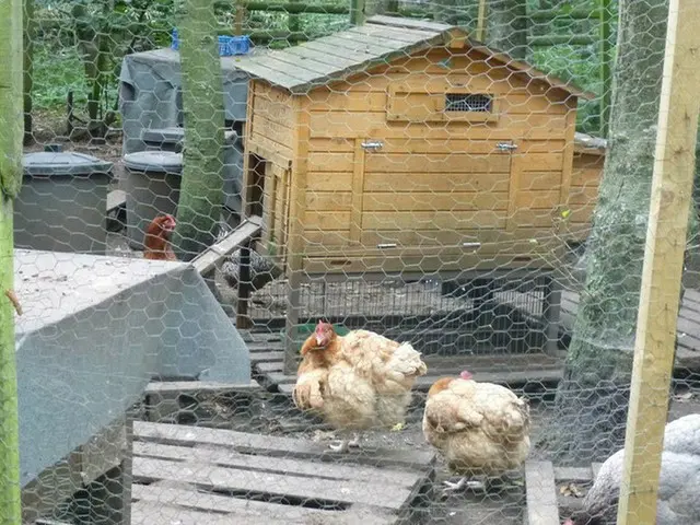 エコだから?　にわとり飼育が人気【イギリス】