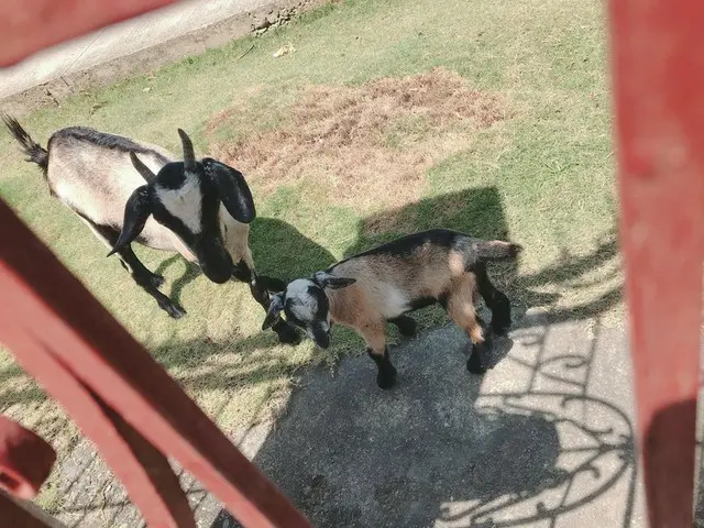 田舎あるあるヤギの放し飼い【フィリピン】