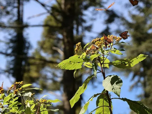 日常が戻りつつあるメキシコ【メキシコ】