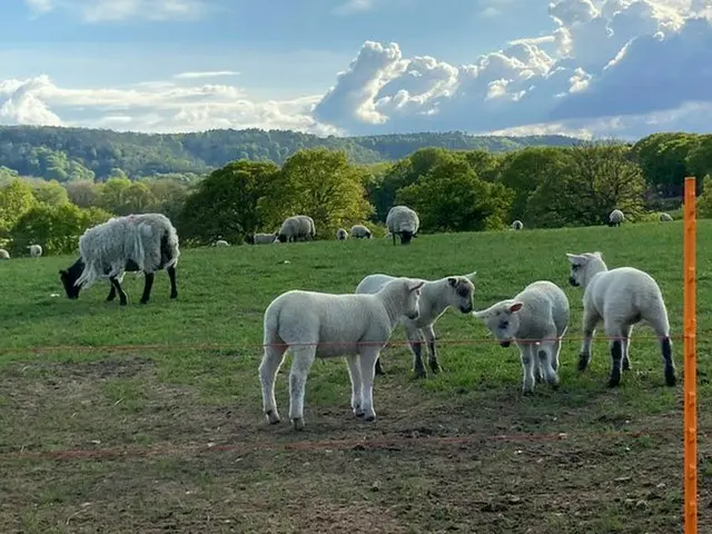 田舎で会える動物たち【イギリス】