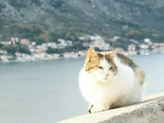 猫好きにもおすすめ！世界遺産の街コトル【モンテネグロ】