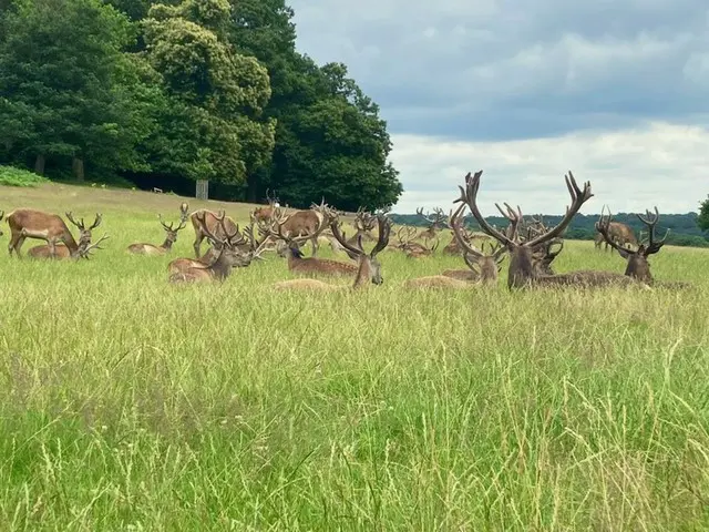 イギリスの奈良公園？野生の鹿が生息するリッチモンドパーク【イギリス】