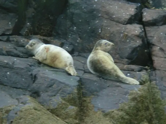 北海ではアザラシも見られる！【イギリス】