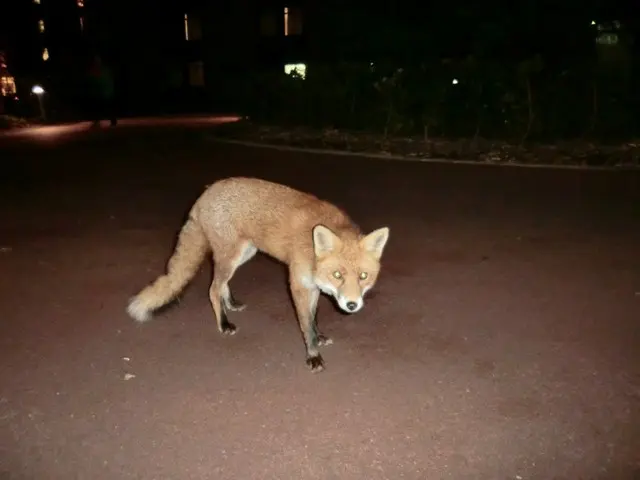 野生のキツネとも会えるイギリスの魅力【イギリス】