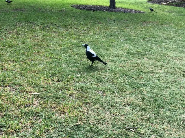 オーストラリアの鳥「マグパイ」は人を襲う？春は注意！【オーストラリア】