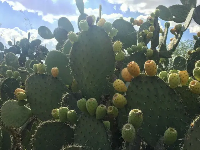 サボテンのカラフルな実は美味しいフルーツ【メキシコ】