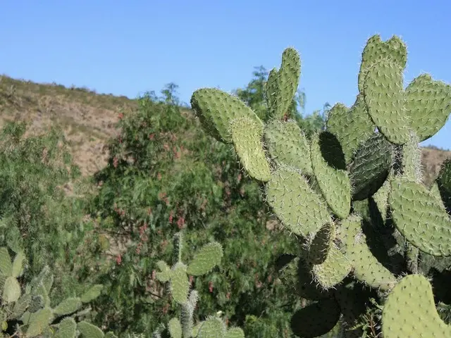 メキシコのサボテンは食べれる？【メキシコ】