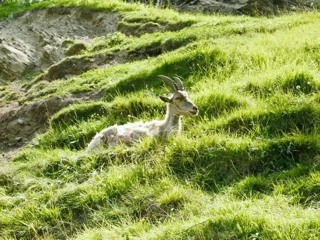 動物との遭遇が可能な北イタリア！ヴァッレ・ダオスタの山歩き【イタリア】