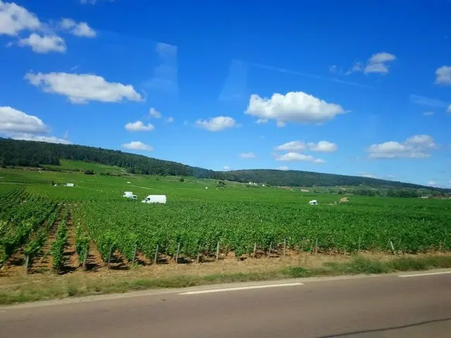 ぶどう収穫悲喜こもごも：大地に足跡を残して【フランス】