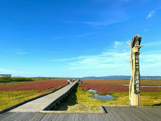 北海道・網走の能取湖で真っ赤なサンゴ草がそろそろ見頃【編集部ブログ】