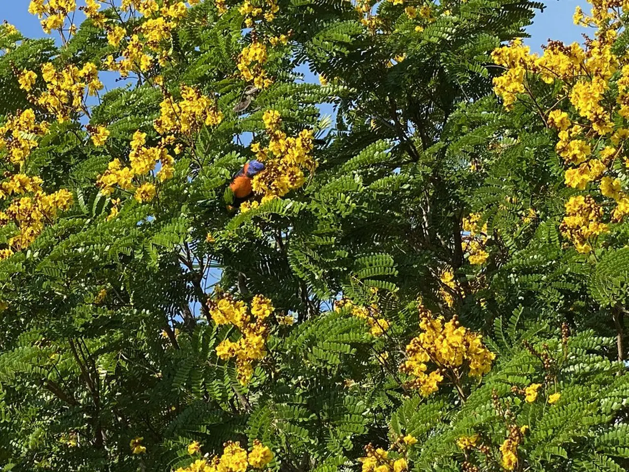 ダーウィンの色鮮やかな花と鳥