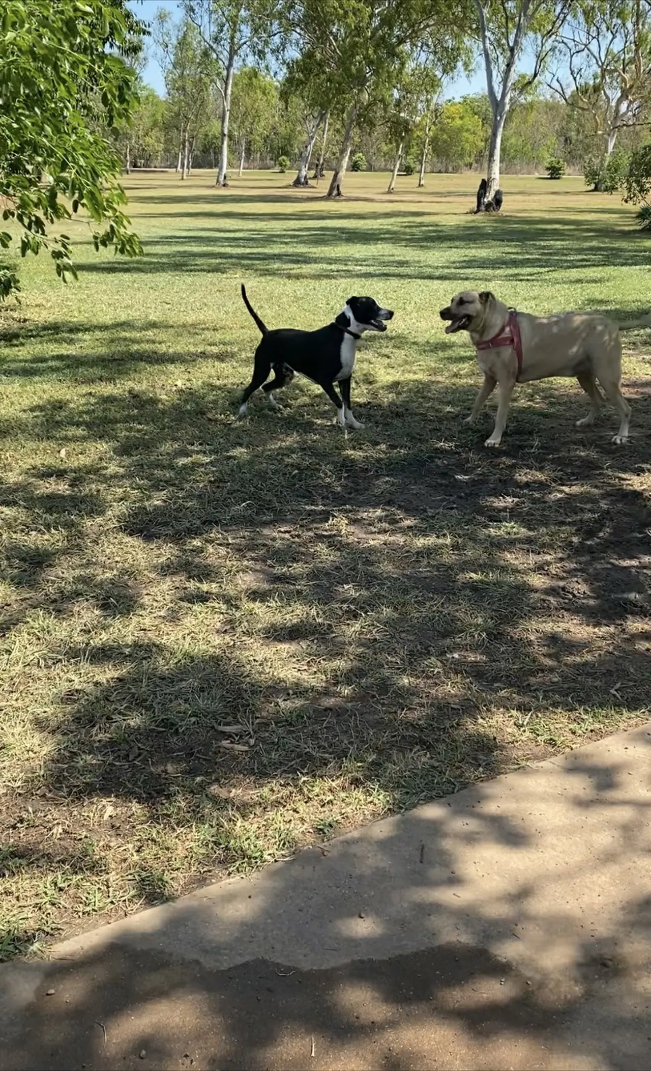 Marlow Lagoon Pet Park