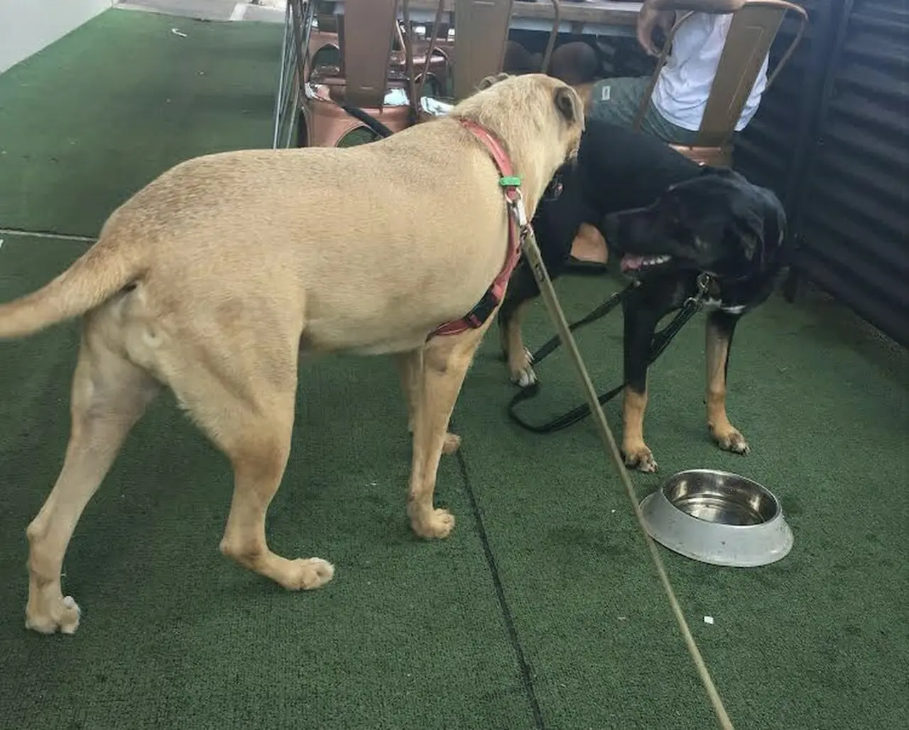 犬と一緒に行けるカフェ