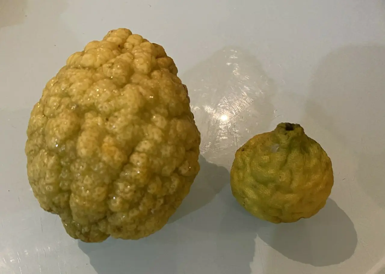 大小さまざまなサイズの柑橘類