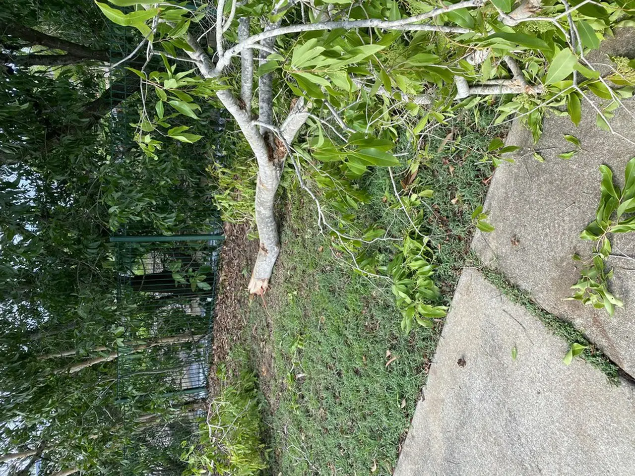 嵐の後、大きな木が倒れている様子