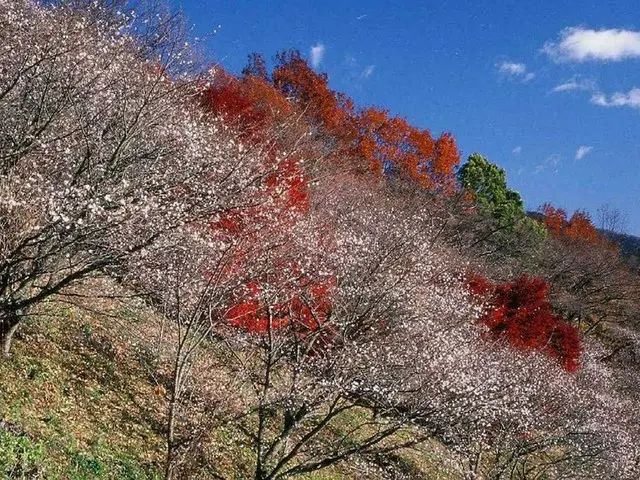 【11月ベストシーズンの国内旅行先】菊・冬桜・シクラメンなど11月の今しか見られない季節の花園5選