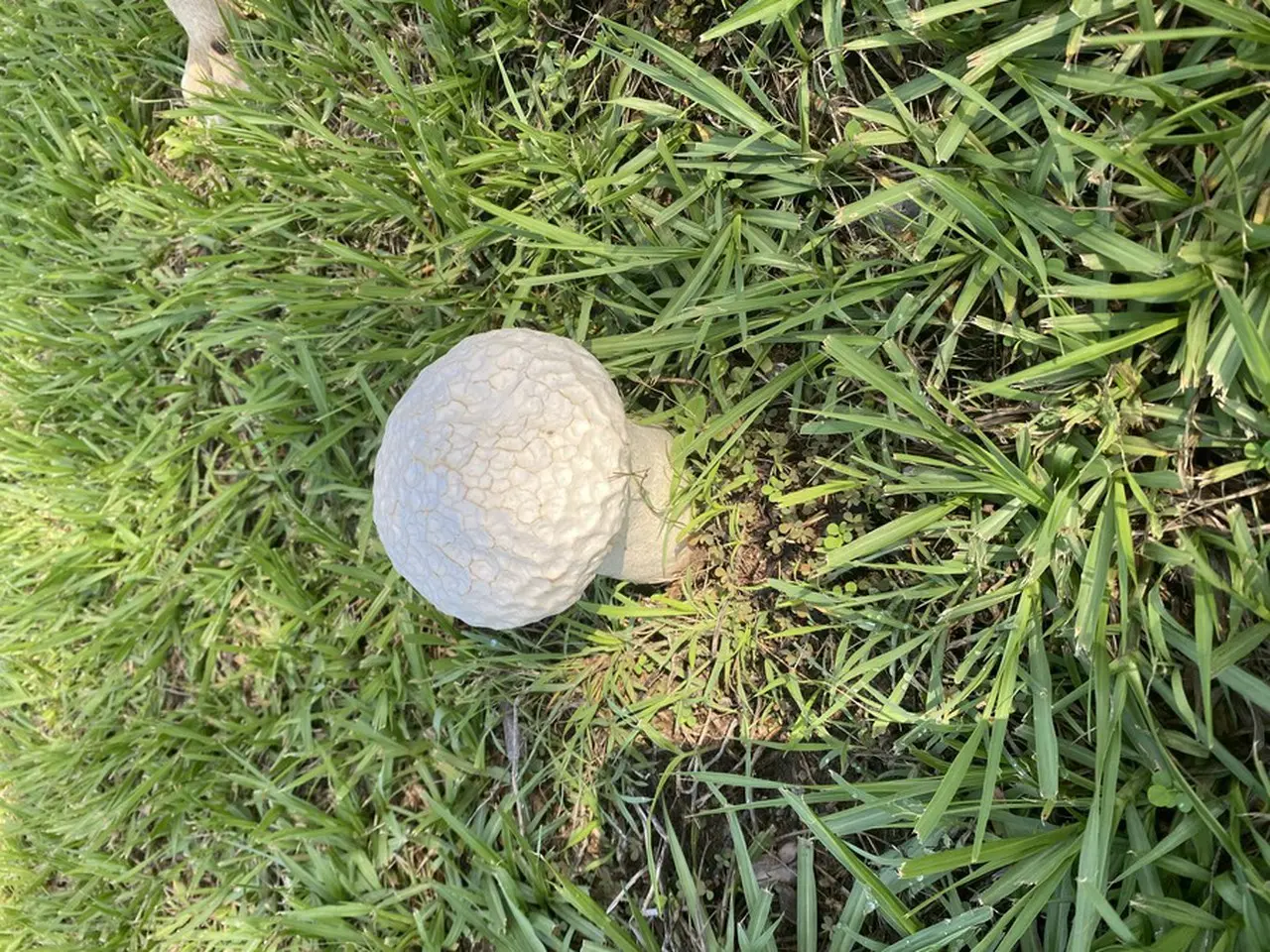 雨季になるとあちこちで見かけるキノコ