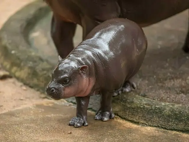 【世界三大珍獣】ジャイアントパンダ・オカピ・もう１つは？日本の動物園にもいる！