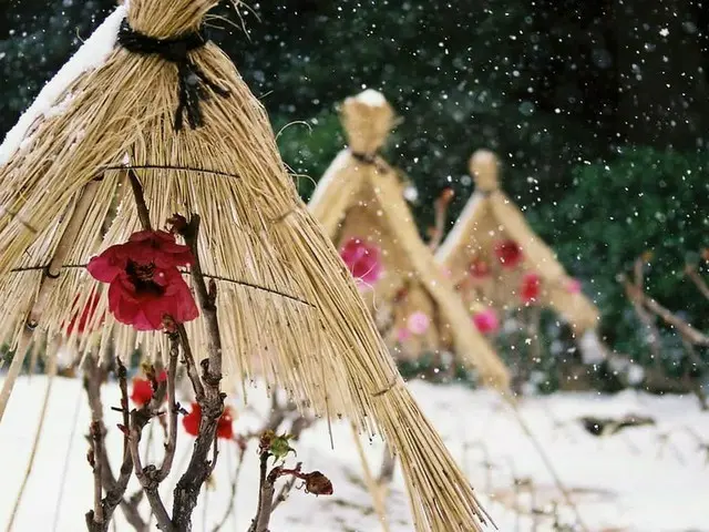 【12月ベストシーズンの国内旅行先】椿・牡丹・ポインセチアなど12月の今しか見られない季節の花園5選