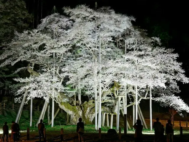 【日本三大桜】福島「三春滝」・山梨「山高神代」・岐阜「根尾谷淡墨」の見どころと共通点