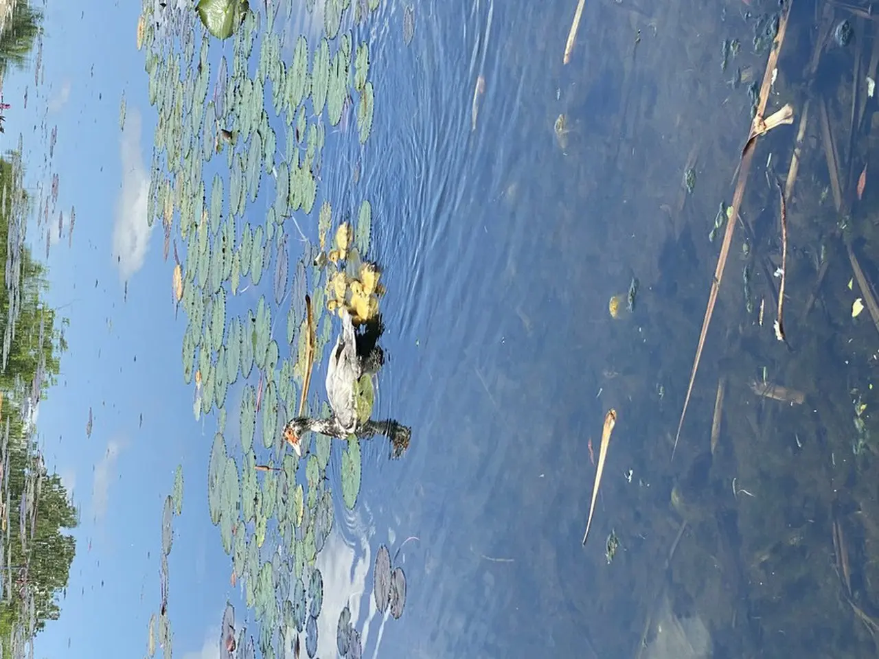 公園を優雅に泳ぐ水鳥の親子