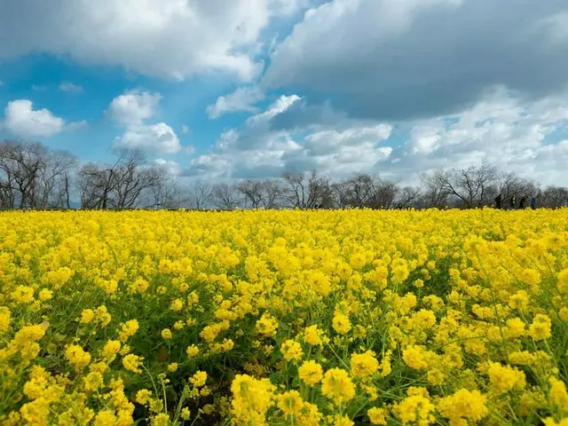 【1月ベストシーズンの国内旅行先】ろうばい・梅・菜の花など1月の今しか見られない季節の花園5選