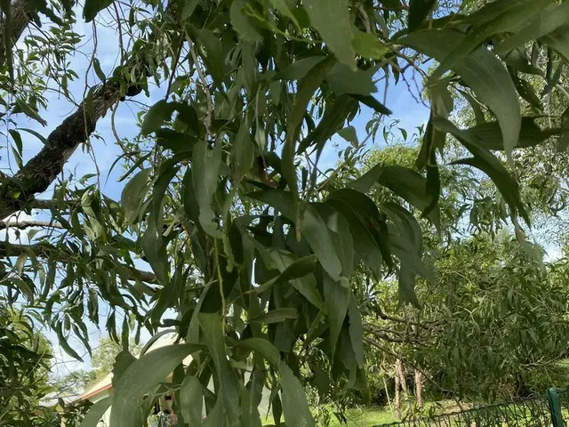 コアラが大好き、ユーカリの葉【オーストラリア】