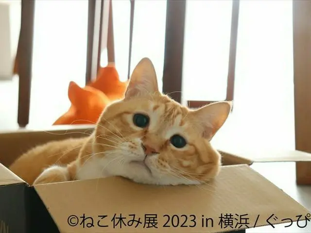 「ねこ休み展 2023」が2年ぶりに横浜で開催！新たなスター猫や新作も登場