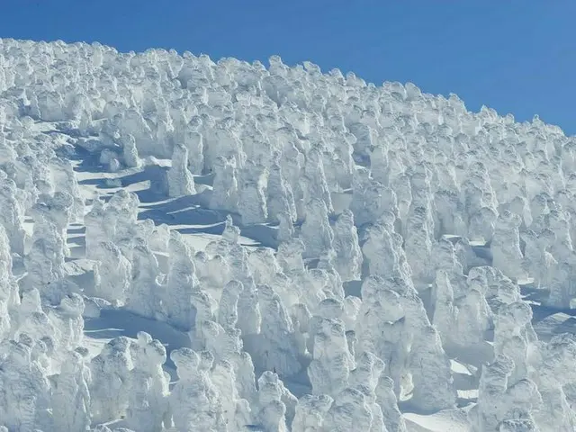 【1月ベストシーズンの国内旅行先】樹氷スノーボード・氷上ワカサギ釣り・犬ぞりなど今楽しみたいアクティビティ5選