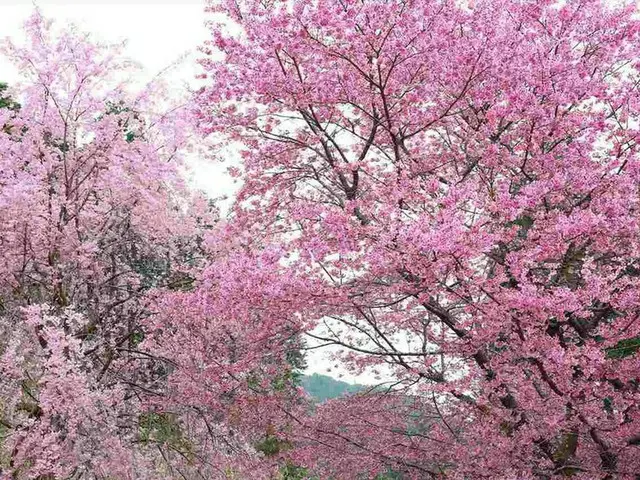 【期間限定】京都洛北に4月開園の「花宝苑」しだれ桜やおむろ桜などが楽しめる桜園を公開