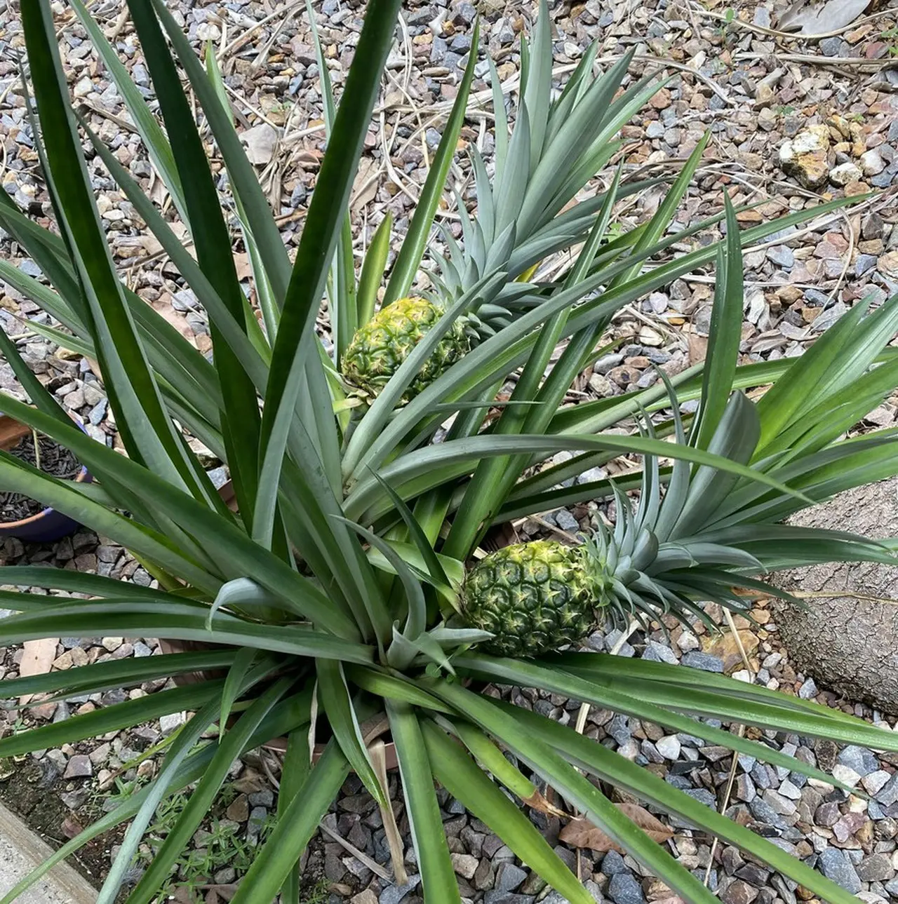 植木鉢で栽培したパイナップル